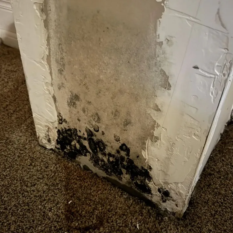 Professional Mold Removal in Sherman County, TX